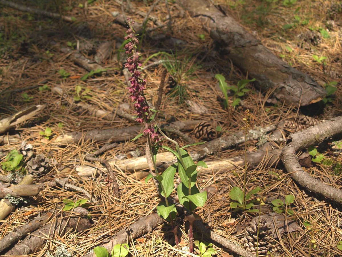 Helleborine, Dark Red plant